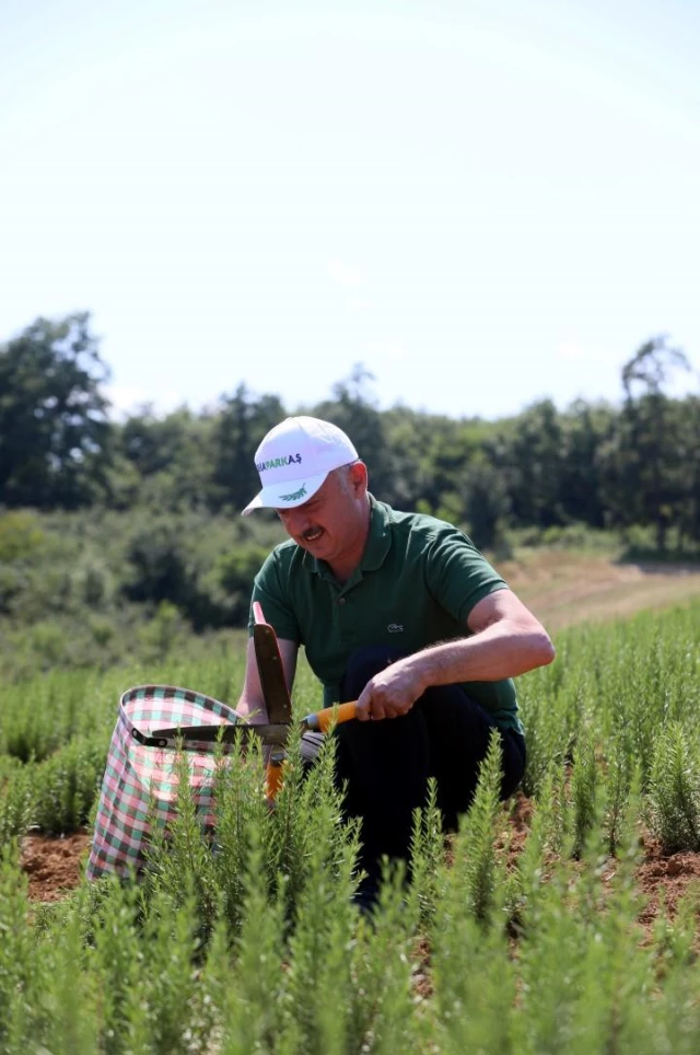 Geçen yıl ekilen 2,6 milyon biberiyenin ilk hasadına başlandı