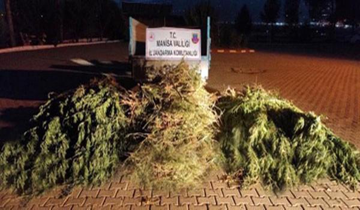 Manisa'da bin 327 kök kenevir ele geçirildi - Vimarsana News