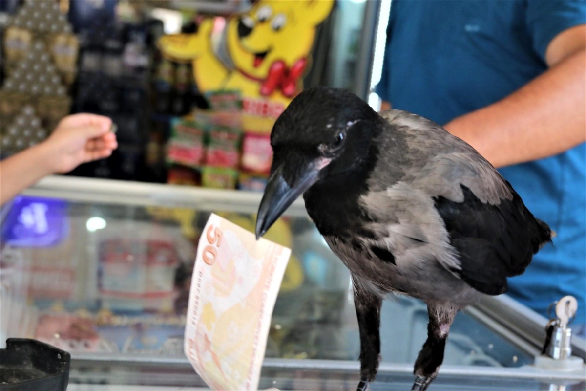 Marketçinin yolda bulduğun karga, mahallenin maskotu oldu - Vimarsana News
