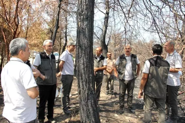 Orman Genel Müdürlüğü yangında zara gören alanlar için çalışmalara başladı