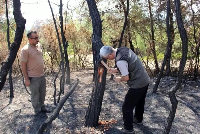 Orman Genel Müdürlüğü yangında zara gören alanlar için çalışmalara başladı