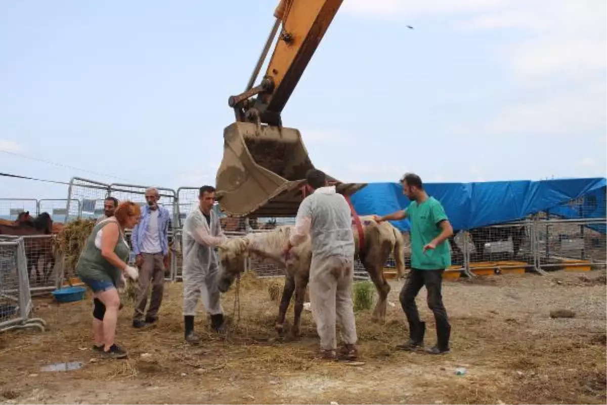 Son dakika haberi... TIR parkında ölüme terk edilen atların sahibine 35 bin 700 lira ceza