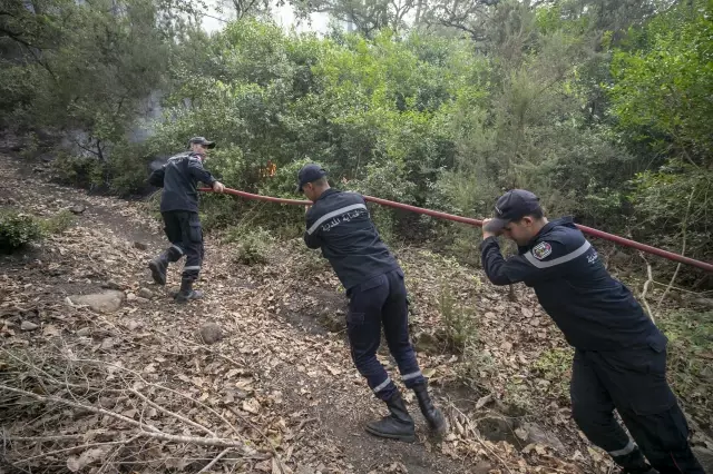 Son dakika gündem: Tunus'taki orman yangınlarında 450 hektarlık alan kül oldu