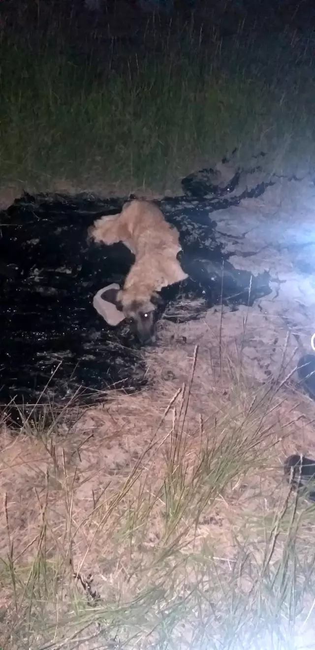 Son dakika 3. sayfa: Zift birikintisine düşen köpeği itfaiye ekibi kurtardı