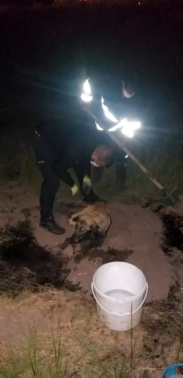 Son dakika 3. sayfa: Zift birikintisine düşen köpeği itfaiye ekibi kurtardı