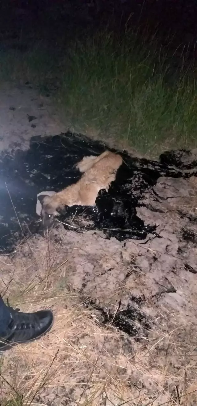 Son dakika 3. sayfa: Zift birikintisine düşen köpeği itfaiye ekibi kurtardı