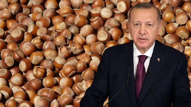 Cumhurbaşkanı Erdoğan şahsen açıkladı! Bu yıl Giresun fındığı 27 liradan, levant fındık 26,5 liradan alınacak