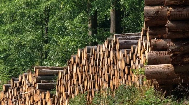 Düzce'de 457 bin metreküp odun üretildi