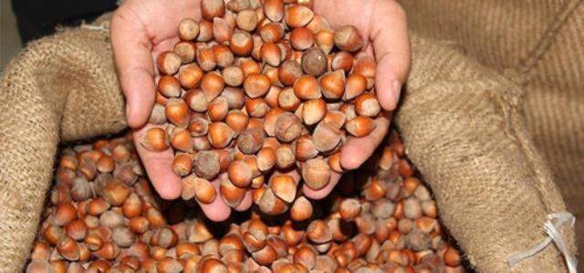 Fındık fiyatları açıklandı mı? 2021 Fındık taban fiyatı nedir? 2021 Fındık fiyatları ne kadar, fındığın kilosu kaç?