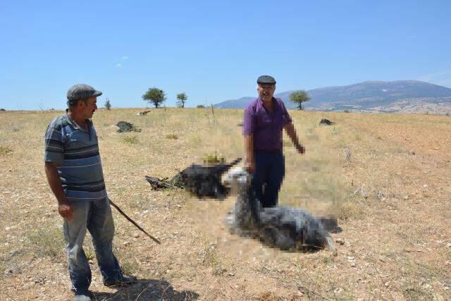 Göz göre göre ölüme sürüklendiler! Ciğerleri patlayan keçiler acı içinde can verdi