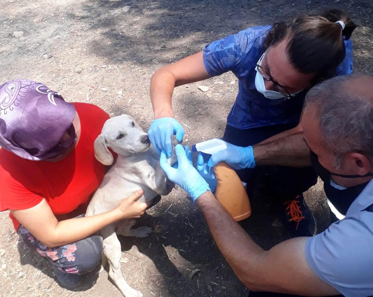 Kepez Belediyesi, Manavgat'ta 2 bin 510 hayvanı muayene etti - Vimarsana News