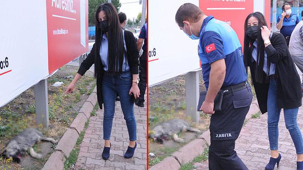Vicdansızlıkta sınır tanımadılar! Gözlerini oydukları köpeğin, çenesini sert cisimle kırdılar