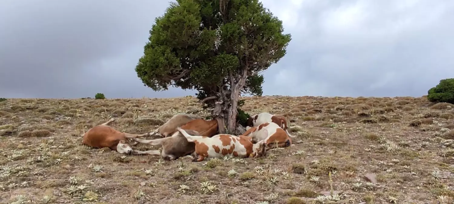 Yıldırım ağaca isabet etti: 9 inek telef oldu