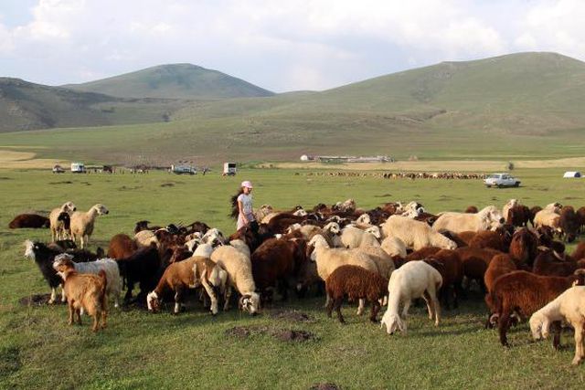 GOLFÇÜ ÇOBAN KIZLAR