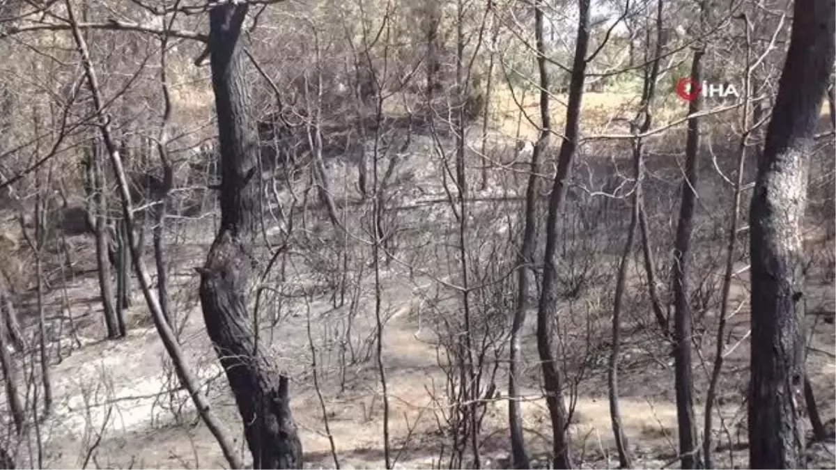 Manavgat'ta canı pahasına yangından küçükbaş hayvanlarını kurtardı: 'Keçilerim yansa, vicdan azabından yaşayamazdım'