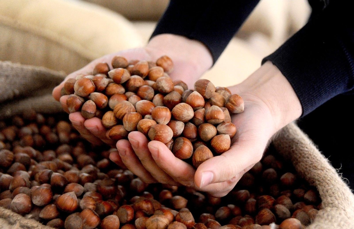 AB ülkelerine 357 ton 930 kilo fındık ihraç edildi - Vimarsana News