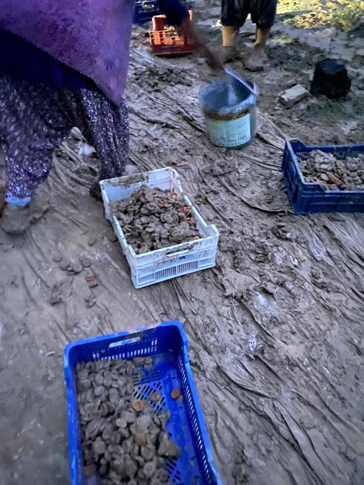 Kurumaya bırakılan kayısılar sele kapıldı