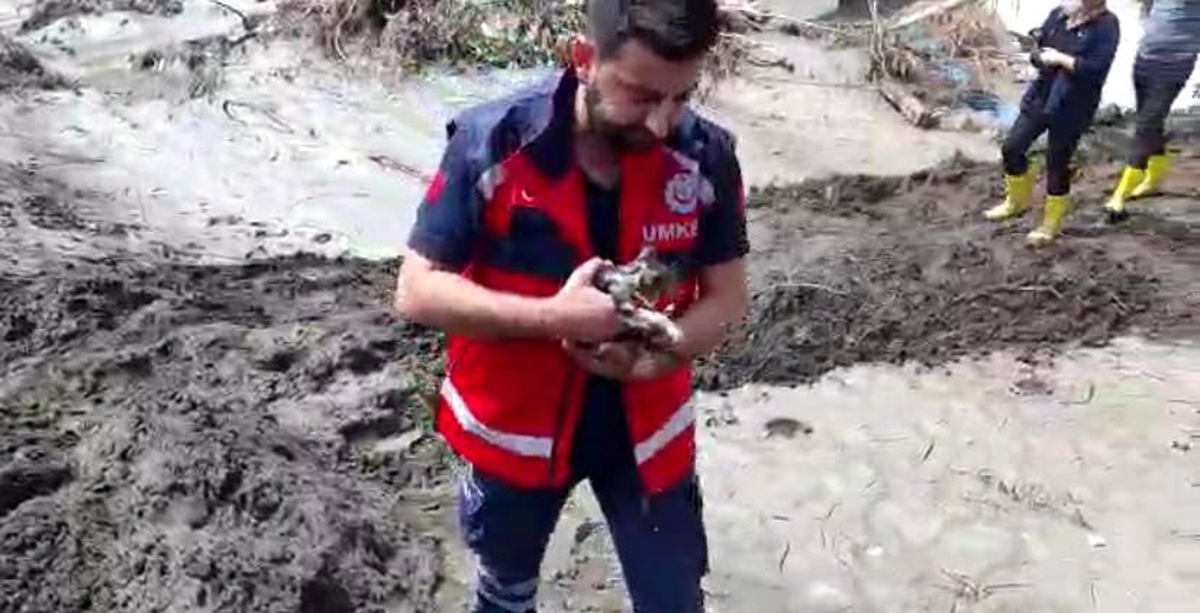 Son dakika: Pendik Belediyesi ekipleri selde mahsur kalan kediyi böyle kurtardı - Vimarsana News