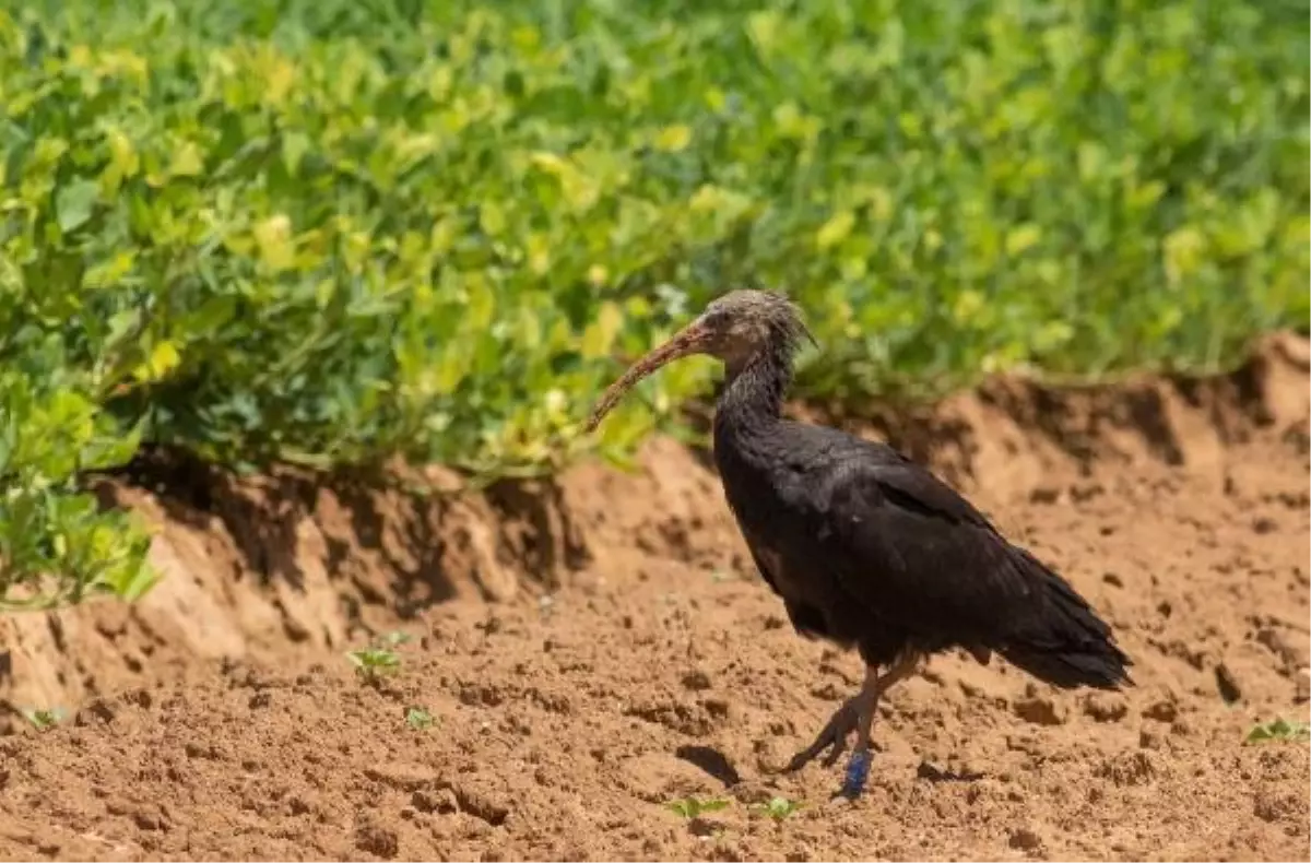 Türkiye'den göçe salınan kelaynak, İsrail'de görüntülendi