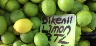 Turunçgilde yeni sezon erkenci limon hasadıyla başlıyor