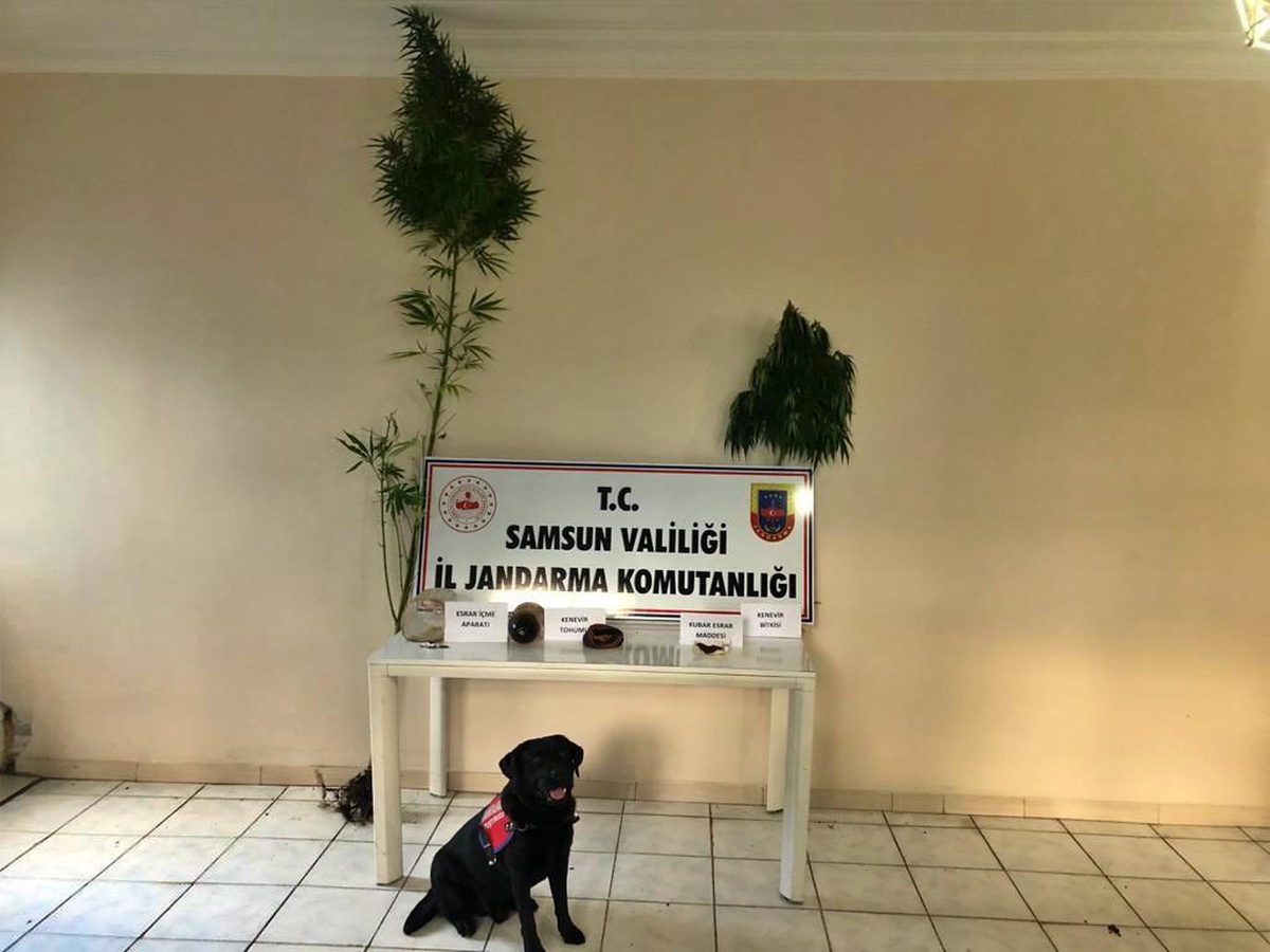 Samsun'da uyuşturucu operasyonlarında 18 şüpheli yakalandı