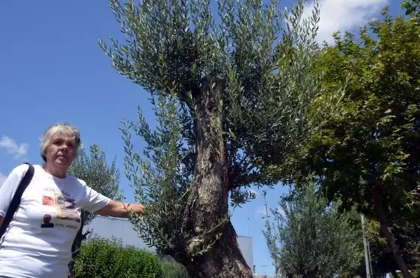 AVCILAR'DA KADINA ŞİDDETİN SİMGESİ ZEYTİN AĞAÇLARI ÖNÜNDEKİ TABELALARDAN 9'U ÇALINDI