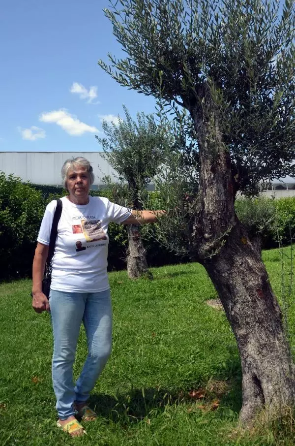 AVCILAR'DA KADINA ŞİDDETİN SİMGESİ ZEYTİN AĞAÇLARI ÖNÜNDEKİ TABELALARDAN 9'U ÇALINDI