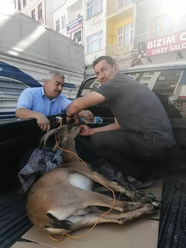 Kayseri'de hasta yaban keçisi koruma altına alındı