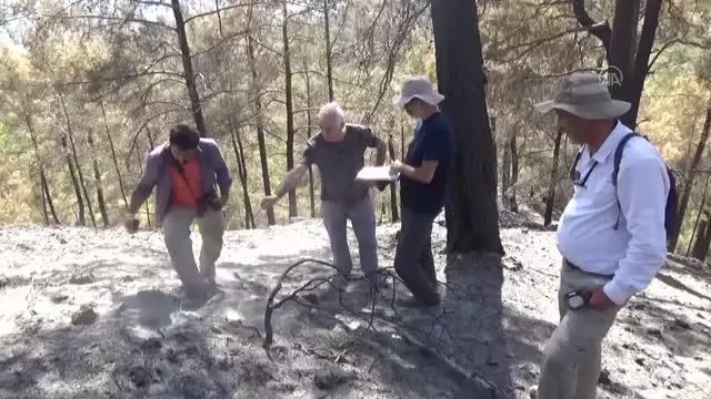 Yanan ormanlık alanlarda ekolojik tespit çalışması başlatıldı