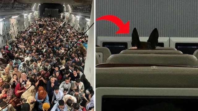 ABD'nin Afganistan'a gönderdiği tahliye uçağında dikkat çeken kare: Her köpeğe bir koltuk