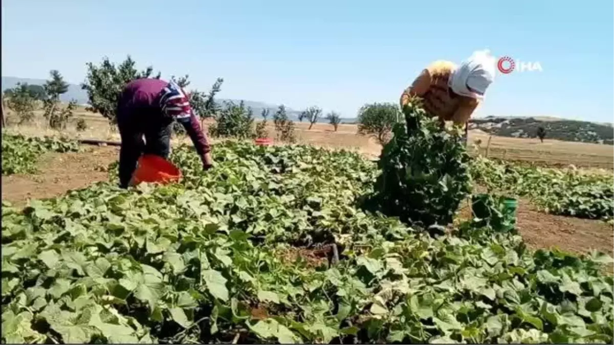 Anasona alternatif diklen turşuluk salatalık yüzleri güldürdü