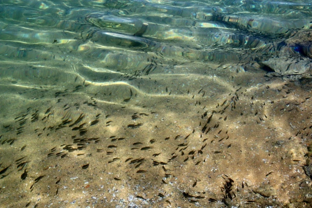 Elazığ'dan 18 kente 12 milyon yavru sazan balığı gönderildi