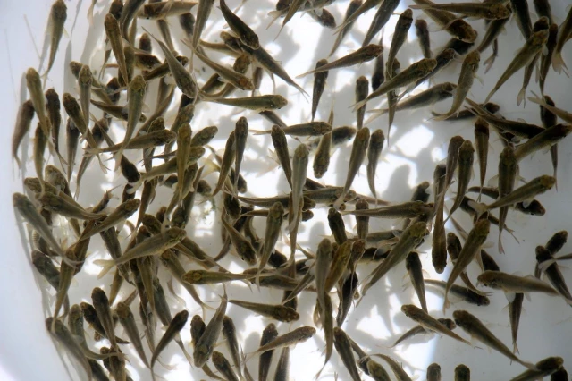 Elazığ'dan 18 kente 12 milyon yavru sazan balığı gönderildi