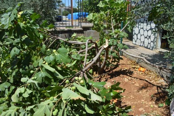 Okul bahçesindeki incir ağaçlarını kırdılar