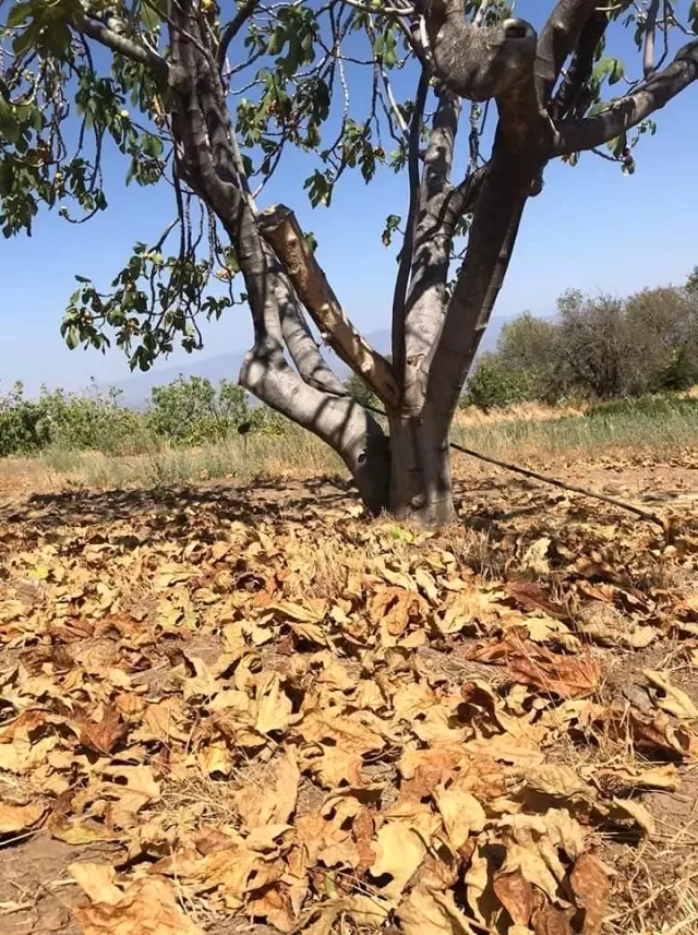 Son yılların en sıkıntılı incir sezonu