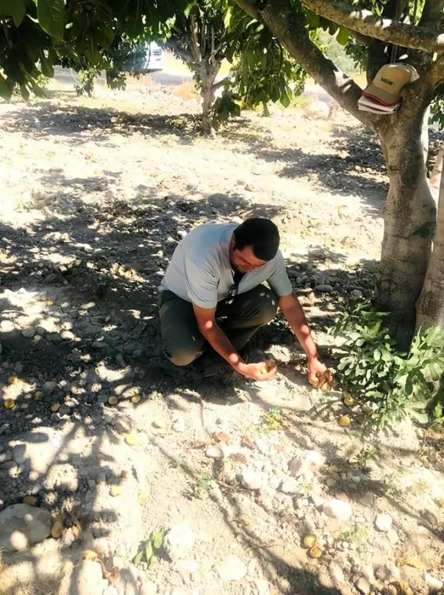 Son yılların en sıkıntılı incir sezonu