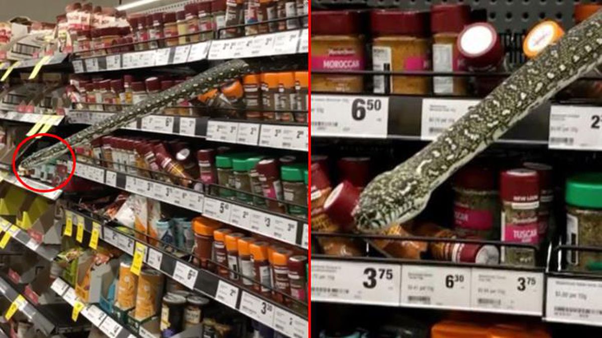 Alışveriş yaparken raftan 3 metrelik yılan çıktı! Süpermarket tahliye edildi