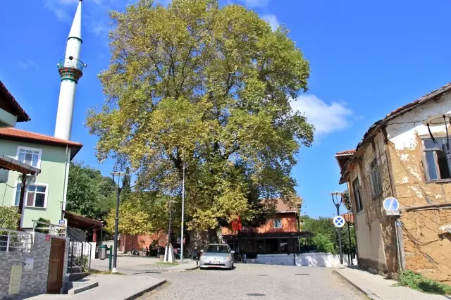 Bin 231 yıllık anıt çınar, bunaltıcı havalarda köylünün kliması oldu
