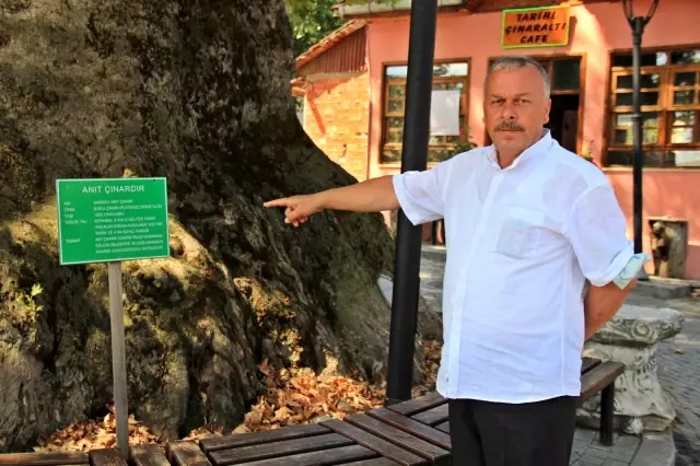 Bin 231 yıllık anıt çınar, bunaltıcı havalarda köylünün kliması oldu