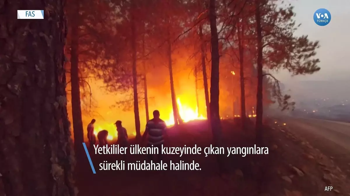 Fas Orman Yangınlarına Teslim Oldu