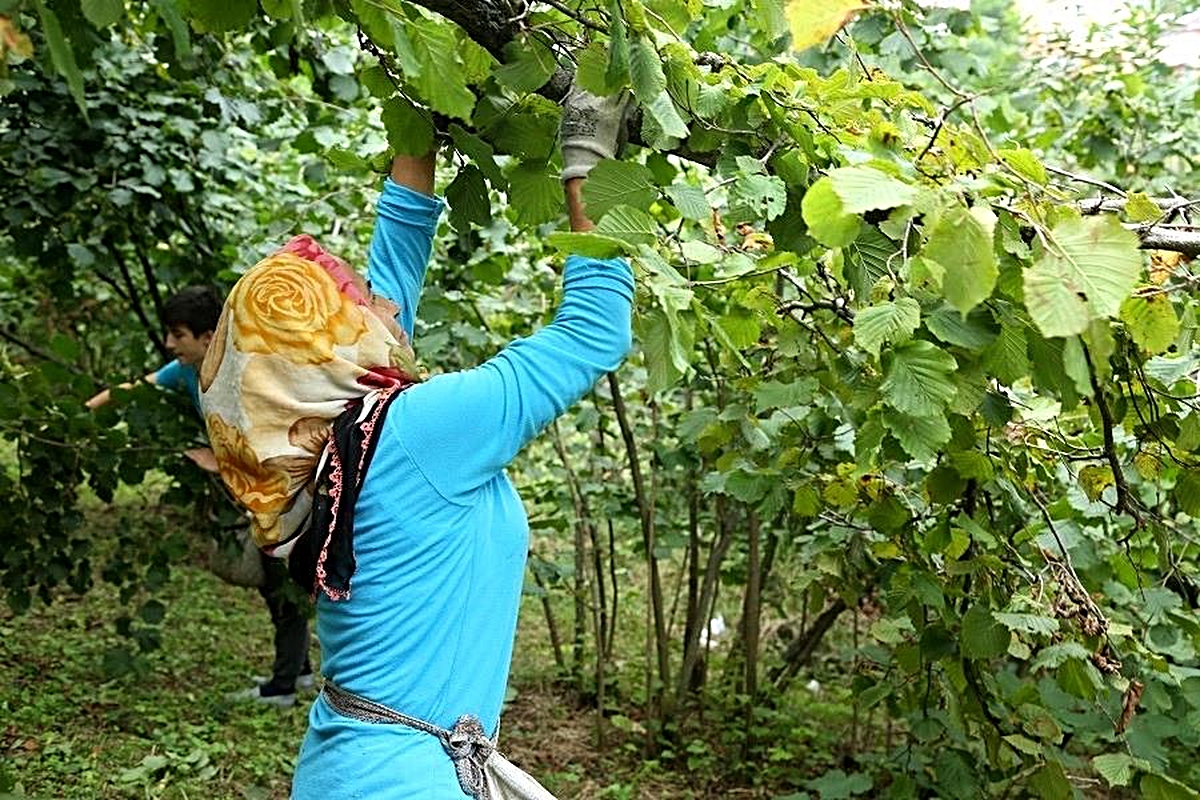Fındık dalda kalmadı - Vimarsana News