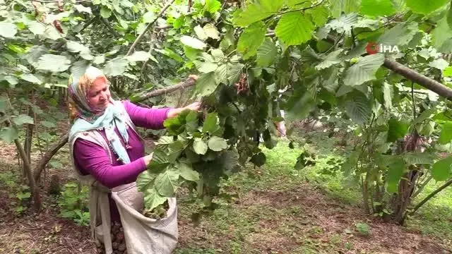 Fındık dalda kalmadı