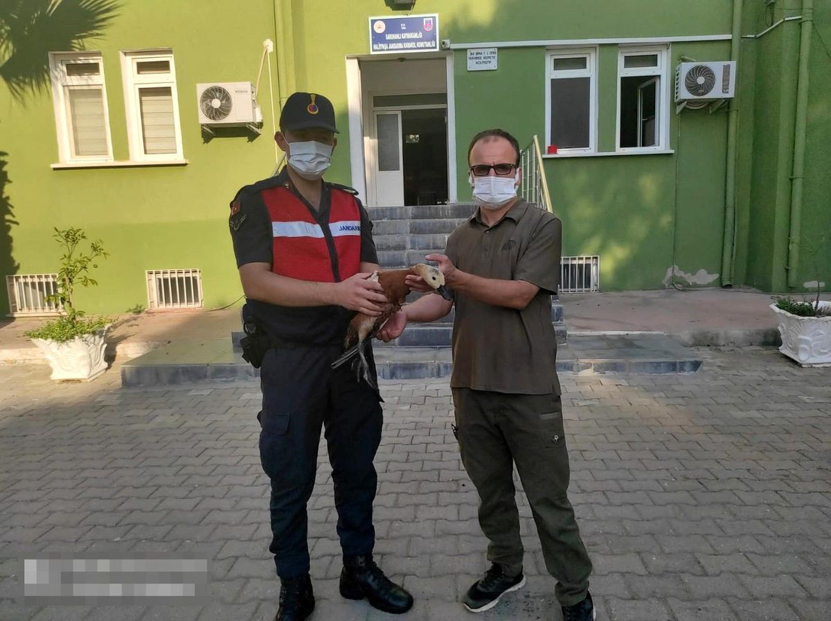 Kümesinde angut ördeği bulunan şahsa cezai yaptırım