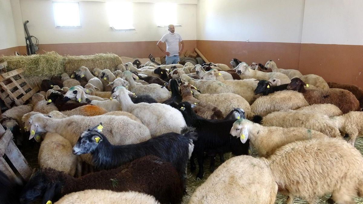 Tokat'tan Manavgat'taki yangın mağduru çiftçilere canlı hayvan desteği