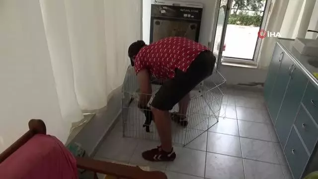 Tüfekten çıkan saçmalarla yaralanan dişi leylek tedavi altına alındı