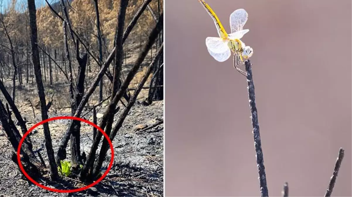 Doğa, inadına 'Ben varım' dedi! 50 bin hektardan fazla alanın yandığı Manavgat'tan çok güzel haber