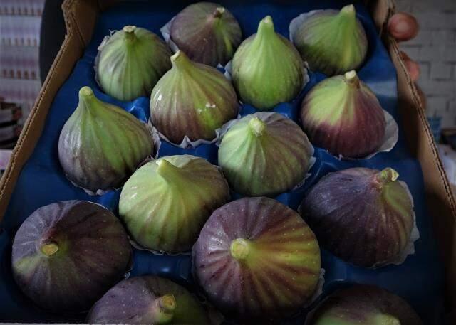 Türkiye'den tüm dünyaya ihraç ediliyor! Çok değerli olan siyah incirde bu yıl rekolte yarı yarıya azaldı