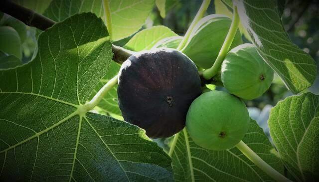 Türkiye'den tüm dünyaya ihraç ediliyor! Çok değerli olan siyah incirde bu yıl rekolte yarı yarıya azaldı