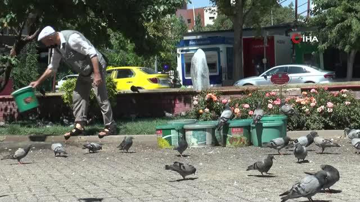 20 yıldır sokak hayvanlarına kova kova su taşıyor - Vimarsana News