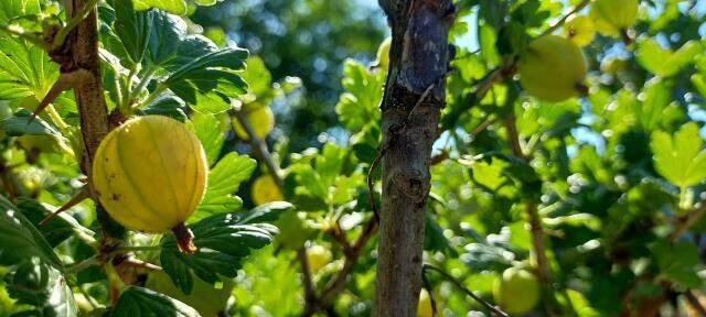 Arkadaşının elinden alıp öylesine bahçeye dikti! Frenk üzümü şimdi bir ilçenin ikinci gelir kapısı